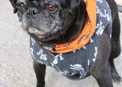 roughleys bike show egg run 2019